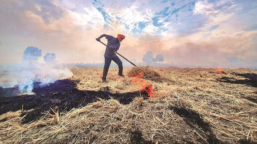 Stop stubble burning: SC to Punjab, Delhi, Uttar Pradesh and Rajasthan governments 