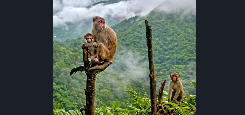 Agriculture affected by monkey terror in Uttarakhand