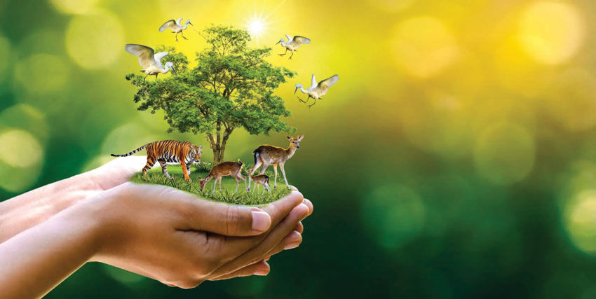 Protection of wildlife is necessary for environmental balance.