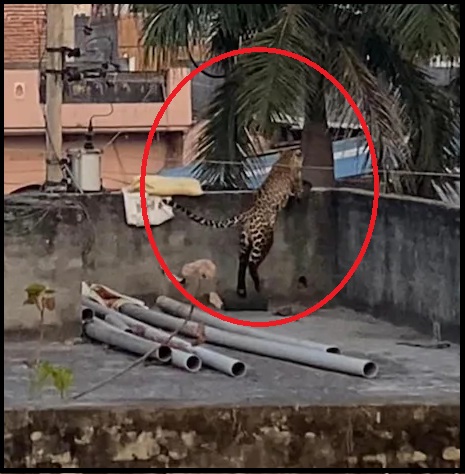 Leopard attack in Jagatpur village of Burari in Delhi, 15 people injured