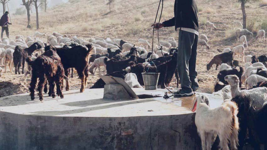 Livestock becomes a source of income: Livestock plays a major role in doubling the income of farmers.