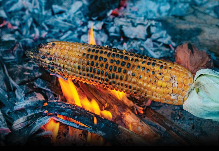 The season of corn has come: Taste is amazing, beneficial for health
