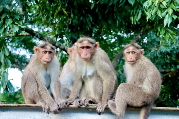 A group of monkeys saved the honor of a minor girl in Baghpat district of UP, know the full news