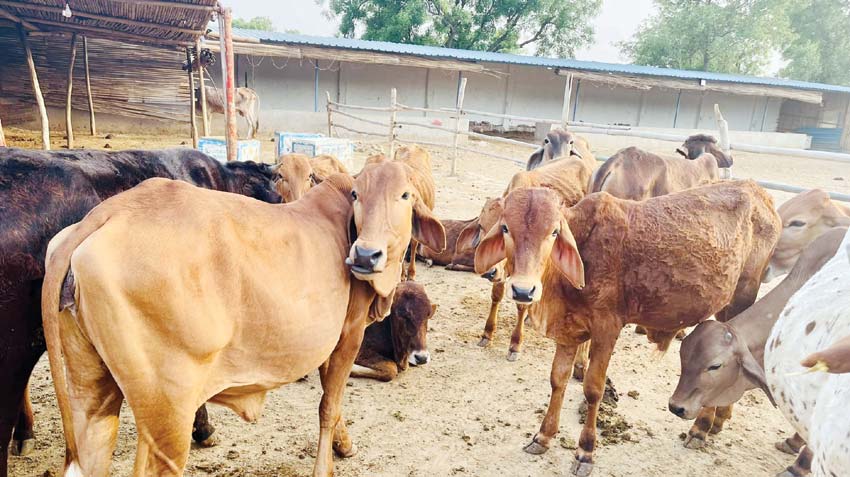Gomata HEARTBEAT OF BHARAT'S SUSTAINABLE PROGRESS