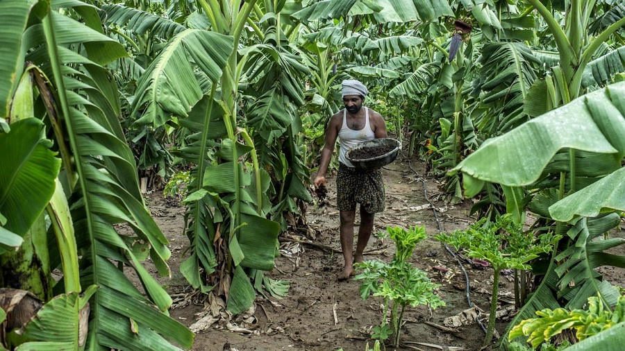 Natural Farming in India, Sprouting But Still Grows Deep Roots