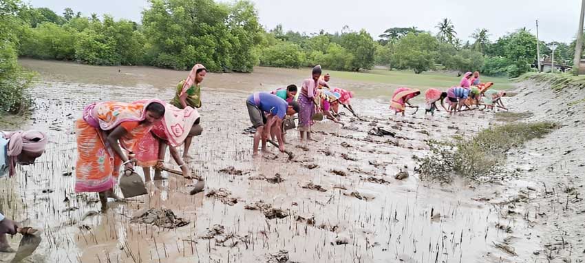 Vetiver grass, mangroves, and ponds : Fighting erosion and climate change in the Sundarbans