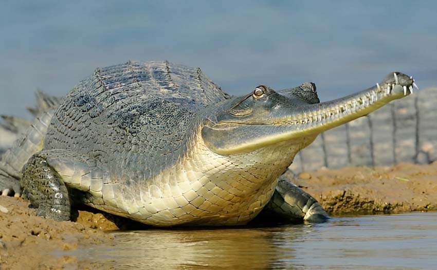 The 'family' of crocodiles will increase in Chambal river,