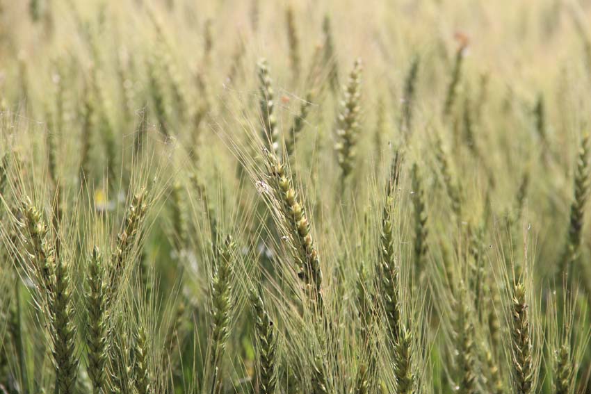 From India to USA : Growing Water Crisis in Breadbaskets of world