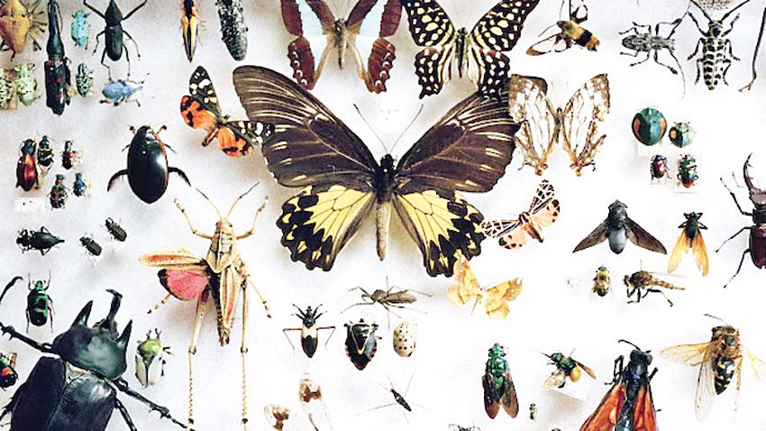 The Silent Collapse : A 76% Drop in Insect Numbers Signals a Biodiversity Crisis