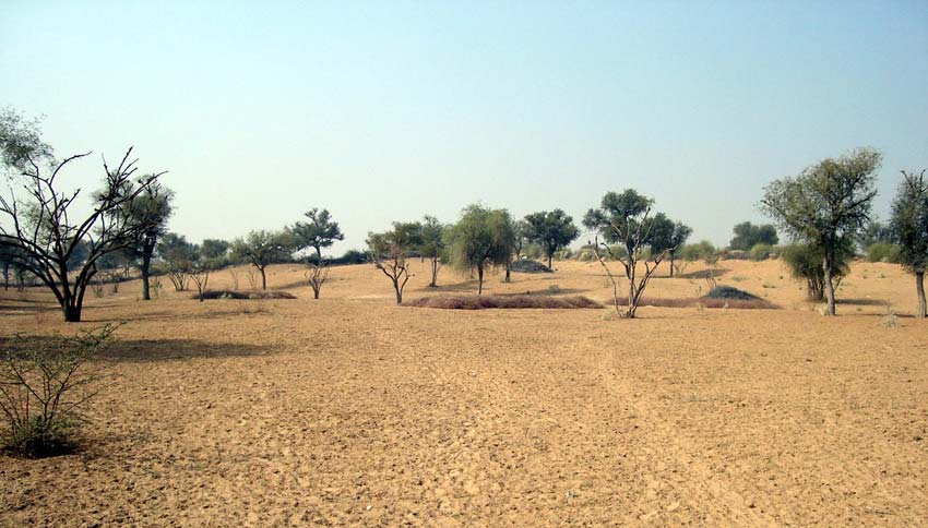 Thar desert is turning green : What does this  transformation tell about climate and water in India?