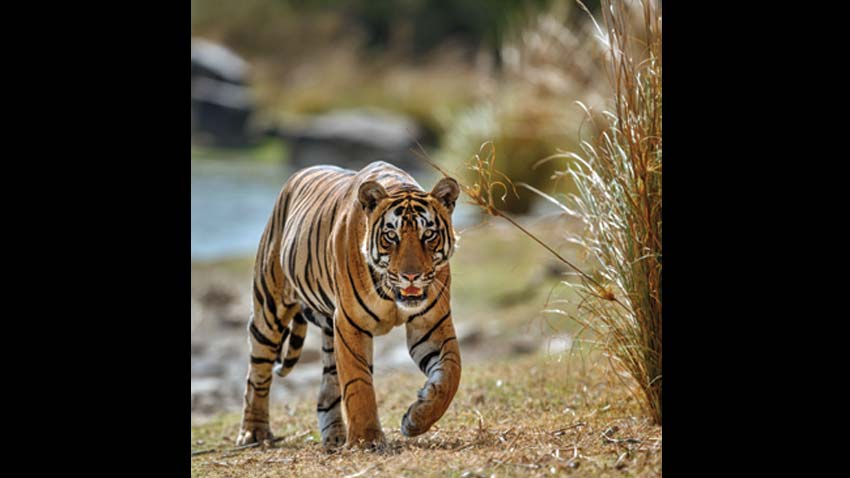 The Alarming Trend of Tiger Deaths in India: Unnatural Causes and the Path Forward