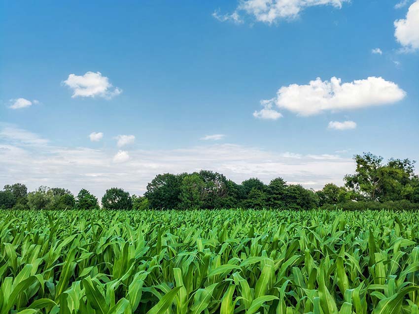 Earth is our mother, our future : Land development is part of our culture