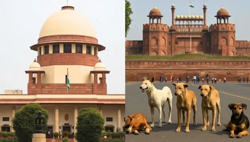 Supreme Court Revises Stray Dog Order: A Shift from Removal to Regulated Return