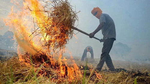 Sharp Rise in Stubble Burning Cases in Punjab Pushes Total Past 1,000; Delhi Chokes Under Severe Pollution