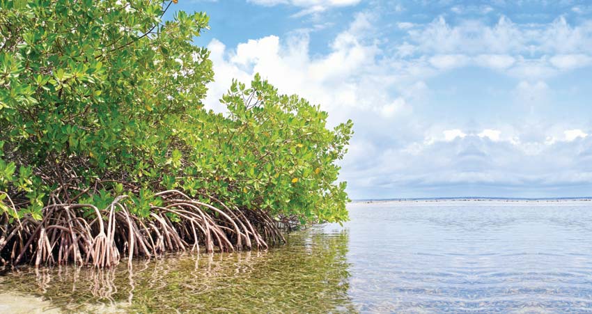 Blue Carbon Ecosystems: Climate Protection through Marine Natural Resources