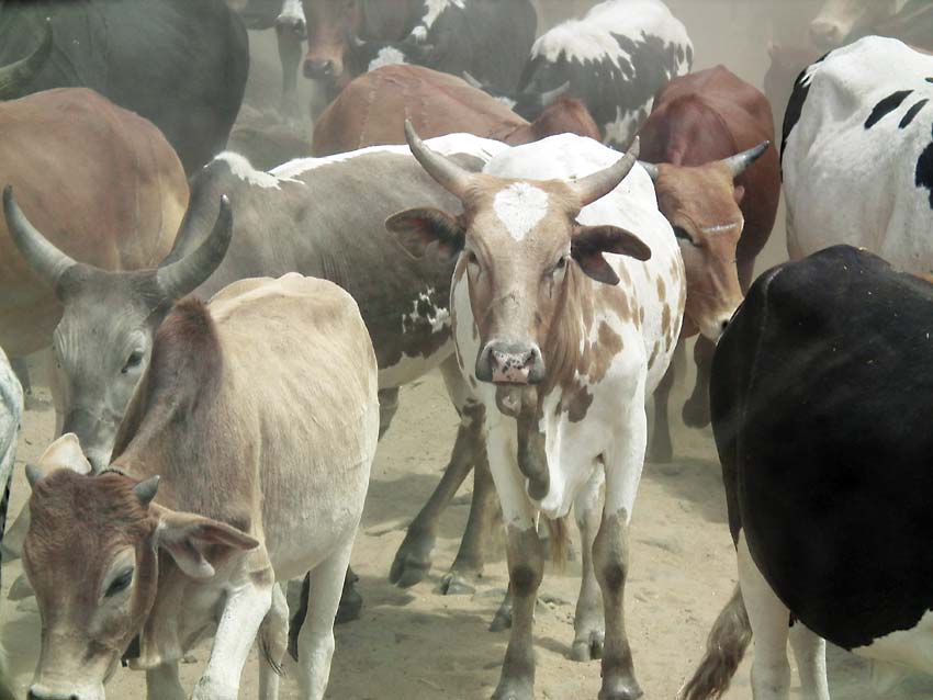 Air pollution is also having a negative impact on livestock: milk production is decreasing, and diseases are increasing.