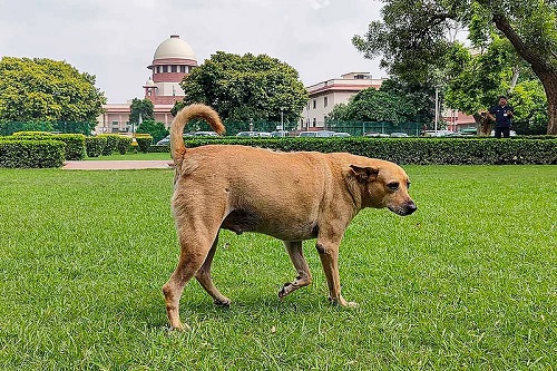 Supreme Court Takes Stern Stance on Stray Dog Menace, Holds States and Feeders Accountable