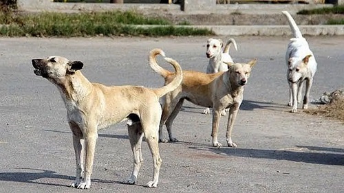 Election Promises Turn Deadly: Telangana Grapples with Systematic Mass Killing of Stray Dogs