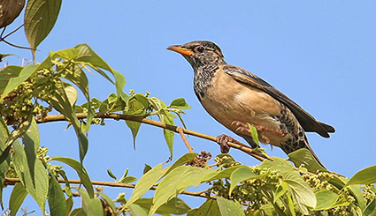 A new climate signal