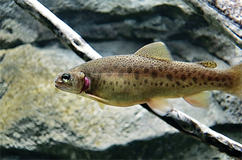 Kashmir's rivers poison trout and deepen ecological crisis