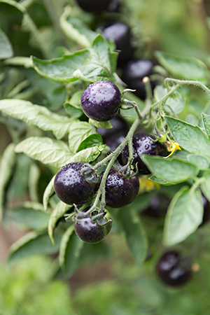 Makoy is a panacea for health