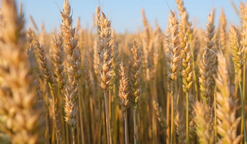 Government Approves Additional Wheat Exports to Boost Farmers, Stabilise Markets