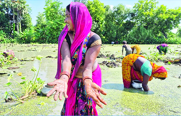 मिथिला के पोखरों में उतरिए