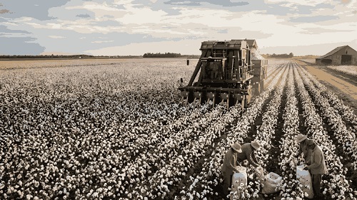 Cabinet approves “Mission for Cotton Productivity” with Rs.5659.22 crore Outlay for Self-Sufficiency in Cotton and Competitiveness in Global Textile Markets by 2030-31
