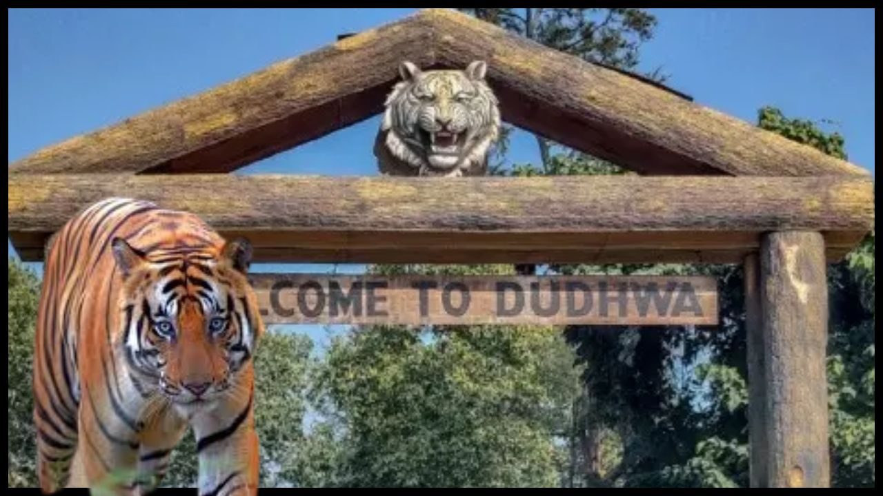 Dudhwa Tiger Reserve to close for the tourism season on June 15; find out the reason. 