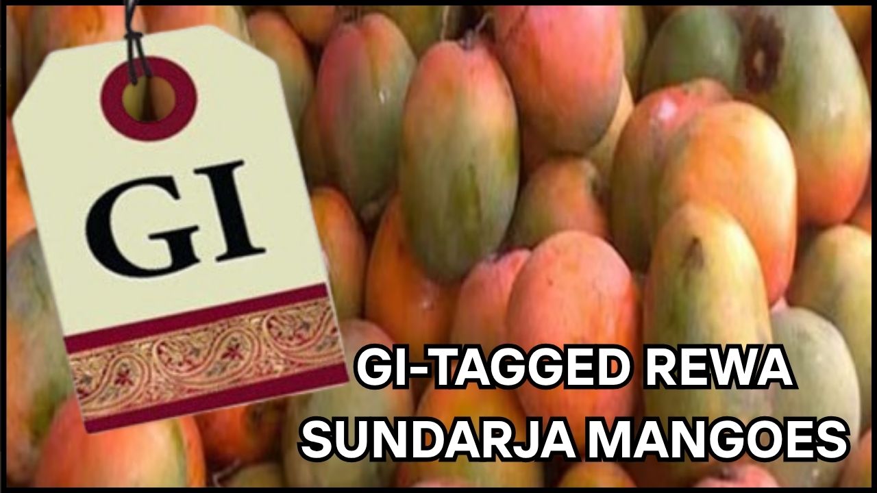 APEDA Facilitates First Commercial Export of GI-Tagged Rewa Sundarja Mangoes from Madhya Pradesh to UAE 