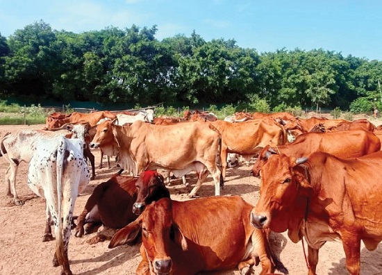 Indian Cows : From Civilisational Heritage to Future of Global Dairy