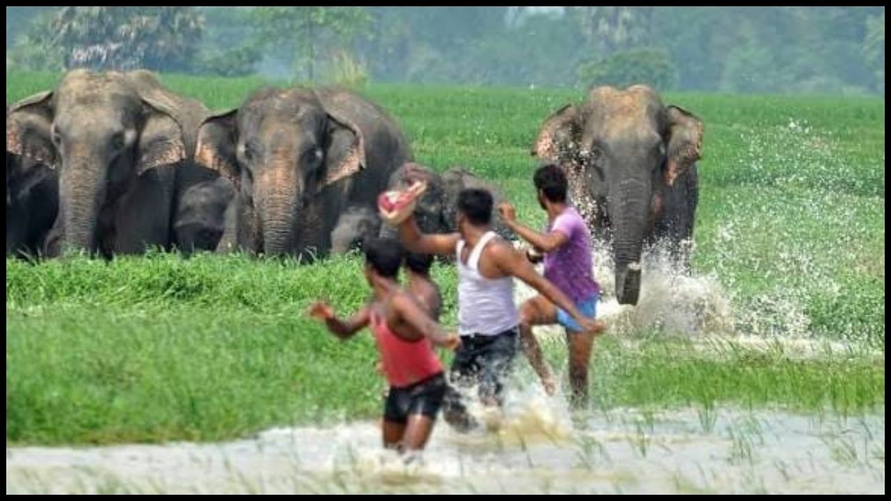 1,671 elephants died in Odisha in 25 years.