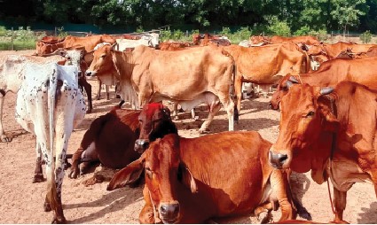 Indian Cows: From Civilizational Heritage to the Future of Global Dairy