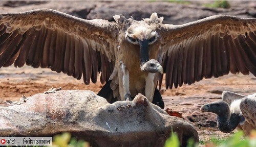 The relationship between the nine species of vultures and water is significant; these birds play a crucial role in the protection of water bodies.